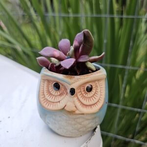 Owl Planter with Succulent - Blue and Cream